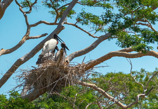 Parque Nacional Palo Verde - Marzo 2019