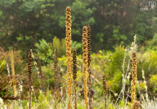 Cerro Buenavista - Septiembre 2022 (Cerro de la Muerte)