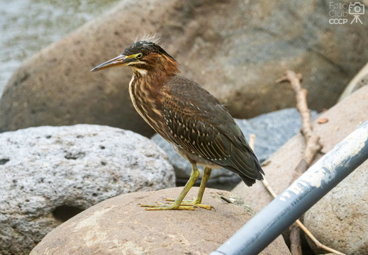 Aves de la UCR (Tomadas en diferentes épocas del año)